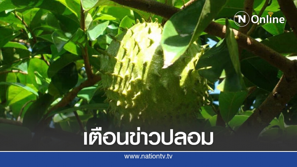 กรมการแพทย์ แจ้งเตือนข่าวปลอม "ใบทุเรียนเทศมีฤทธิ์ฆ่ามะเร็งในคน"