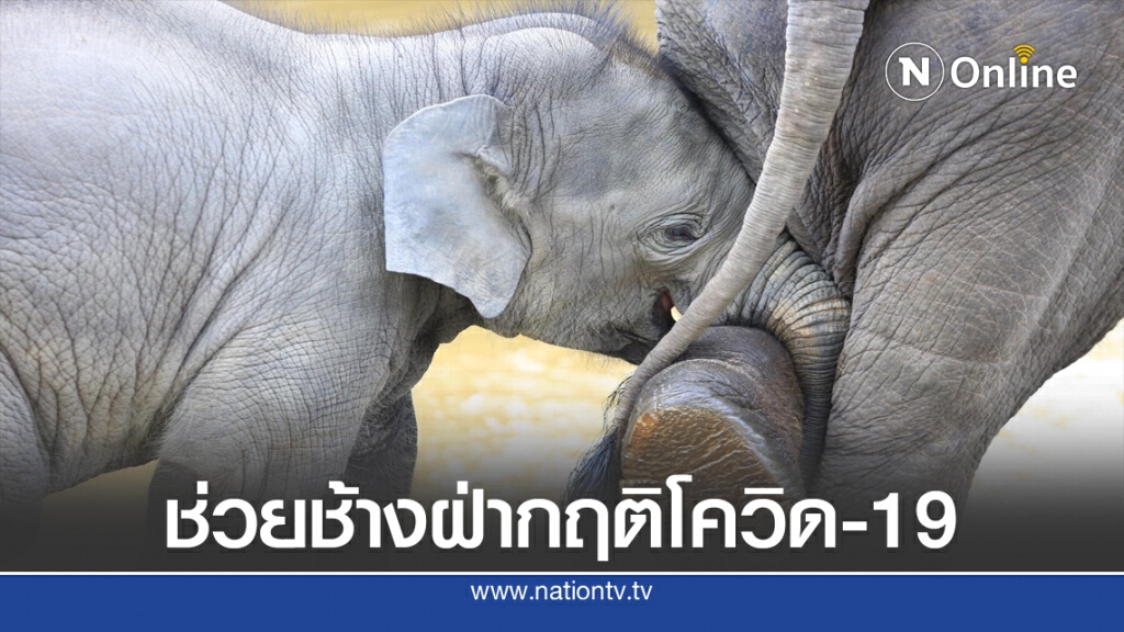 ช่วยช้างฝ่ากฤติโควิด-19