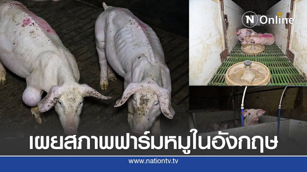 แฉฟาร์มหมูในอังกฤษ โหดเกินพิกัด แฉฟาร์มหมูในอังกฤษ โหดเกินพิกัด