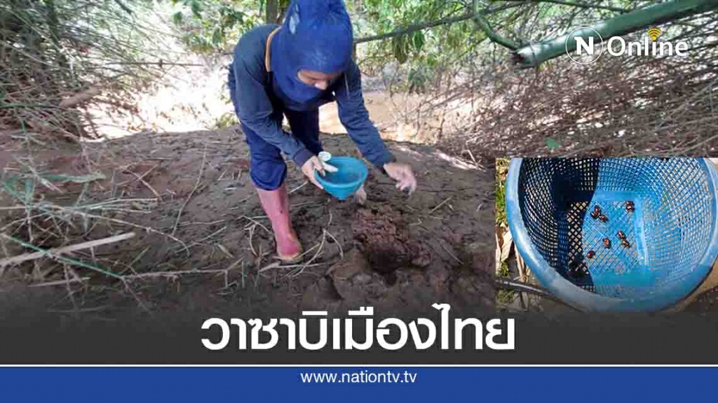 หาแมงแคงดิน "วาซาบิเมืองไทย"รายได้งาม