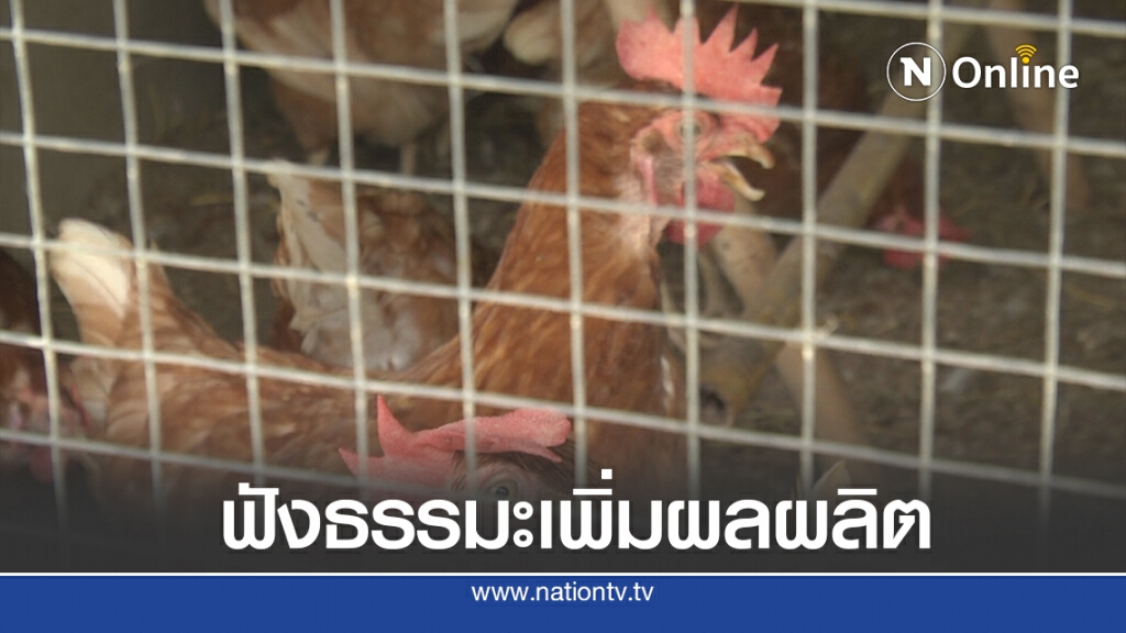 เปิดธรรมะให้ไก่ฟังเพิ่มผลผลิตไข่ เปิดธรรมะให้ไก่ฟังเพิ่มผลผลิตไข่
