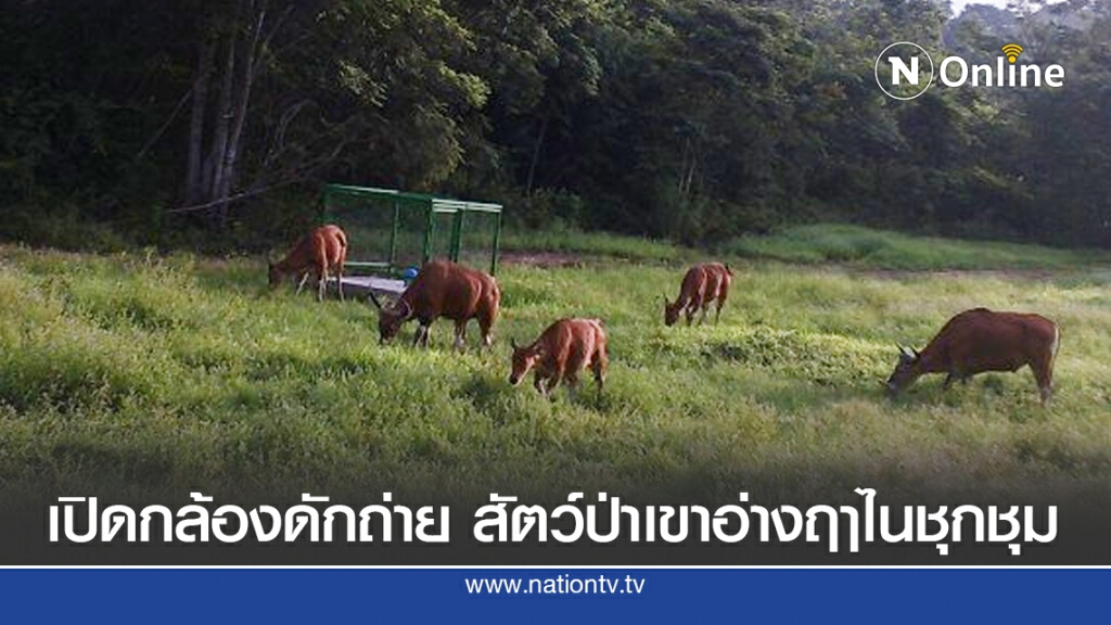 เปิดกล้องดักถ่ายขสป.เขาอ่างฤาไน สัตว์ป่าชุกชุม เปิดกล้องดักถ่ายขสป.เขาอ่างฤาไน สัตว์ป่าชุกชุม