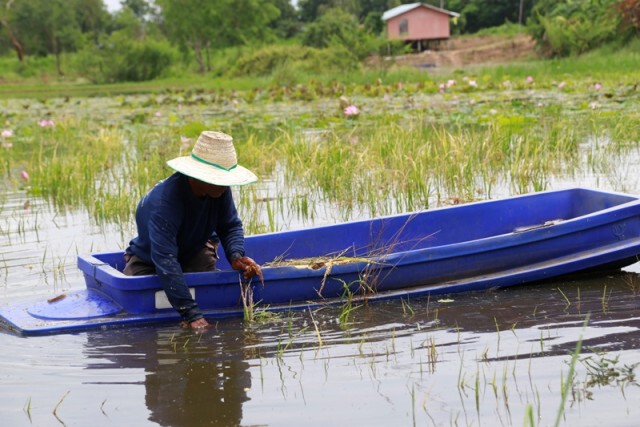 ชาวอ.พรหมพิรามพายเรือเกี่ยวข้าว