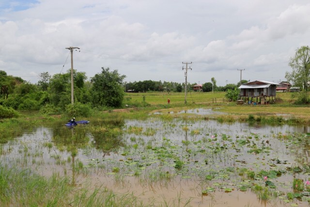 ชาวอ.พรหมพิรามพายเรือเกี่ยวข้าว