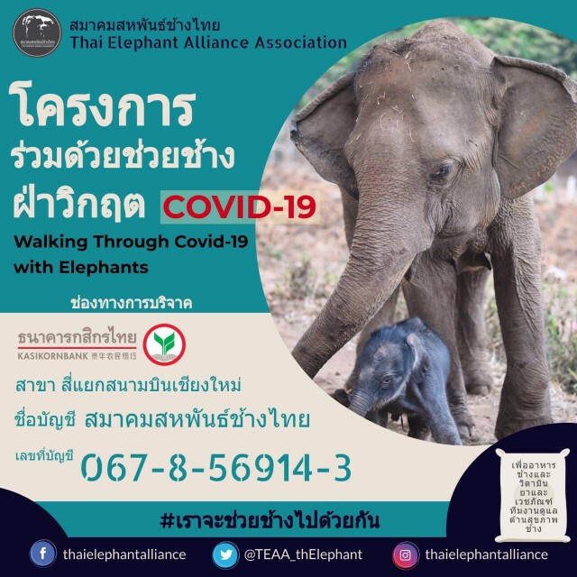 ช่วยช้างฝ่ากฤติโควิด-19
