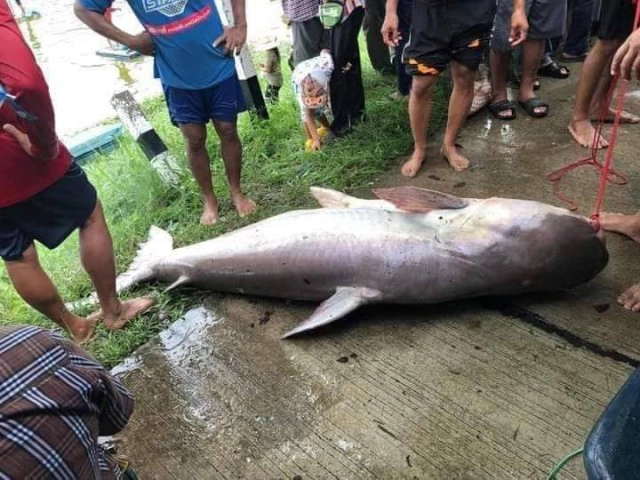 โซเชียลแฉ อบต. เปิดประมูลจัดงานล่าปลาบึกยักษ์ ในหนองน้ำเก่าแก่เขตอภัยทาน