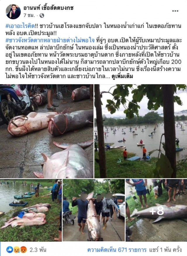 โซเชียลแฉ อบต. เปิดประมูลจัดงานล่าปลาบึกยักษ์ ในหนองน้ำเก่าแก่เขตอภัยทาน