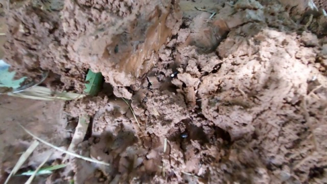 หาแมงแคงดิน "วาซาบิเมืองไทย"รายได้งาม