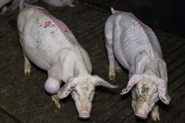 แฉฟาร์มหมูในอังกฤษ โหดเกินพิกัด