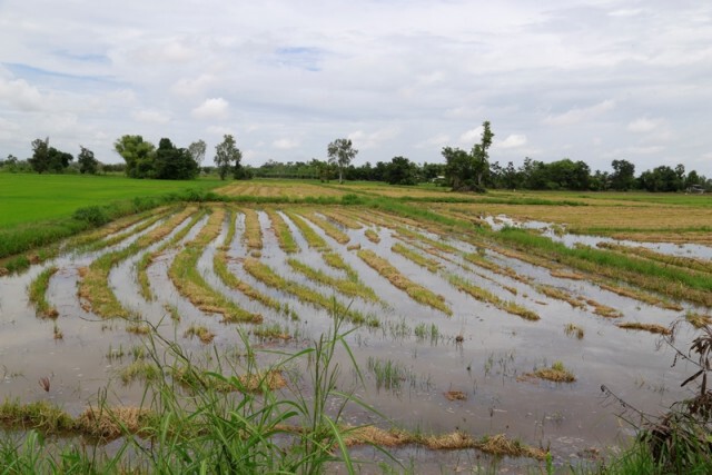 ชาวอ.พรหมพิรามพายเรือเกี่ยวข้าว