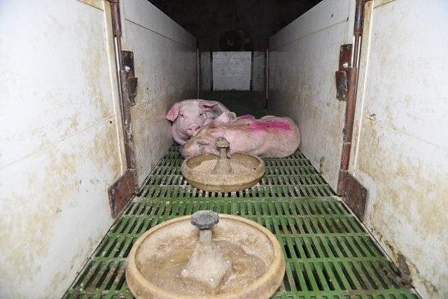 แฉฟาร์มหมูในอังกฤษ โหดเกินพิกัด