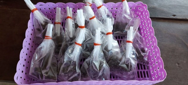 หาแมงแคงดิน "วาซาบิเมืองไทย"รายได้งาม