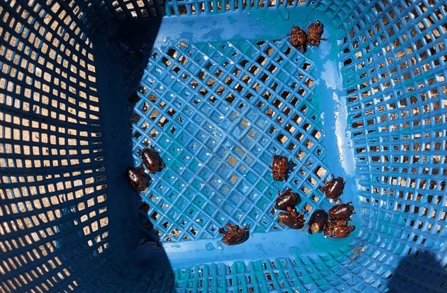 หาแมงแคงดิน "วาซาบิเมืองไทย"รายได้งาม