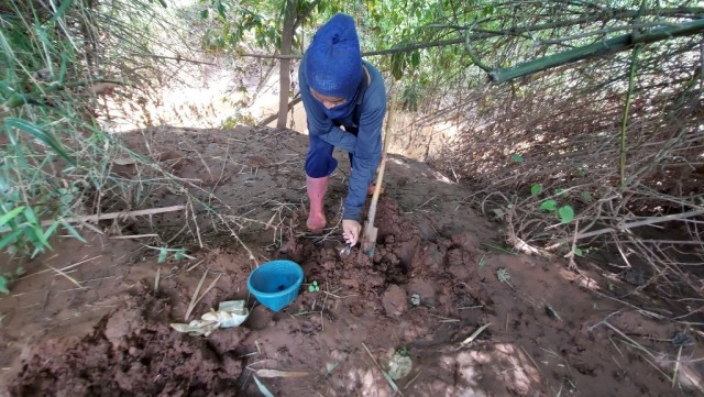 หาแมงแคงดิน "วาซาบิเมืองไทย"รายได้งาม