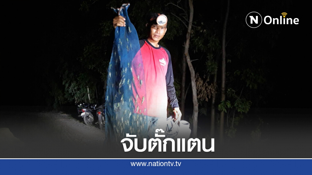 ตั๊กแตนเขียวบุกนาข้าวแห่จับขายสร้างรายได้ ตั๊กแตนเขียวบุกนาข้าวแห่จับขายสร้างรายได้