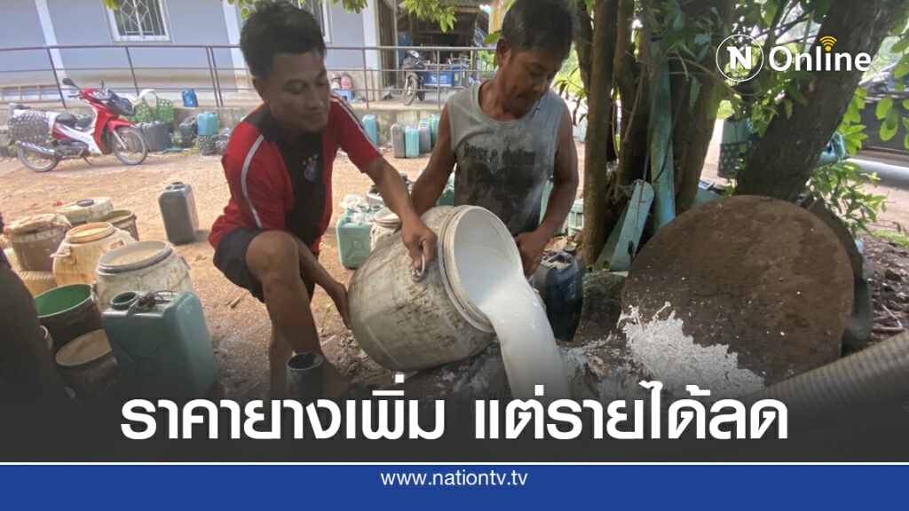 ราคายางเพิ่ม  แต่รายได้ลดลง