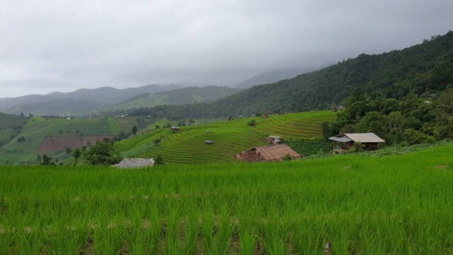 ชมนาขั้นบันได"สวยที่สุดในประเทศไทย