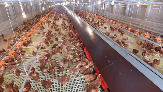 ซีพีเอฟหนุนยกร่างมาตรฐานฟาร์มไก่ไข่