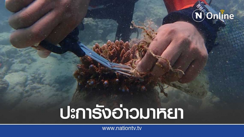 วิกฤติหนักปะการังอ่าวมาหยาถูกซากอวนรัดเสี่ยงตายนับร้อยกอ