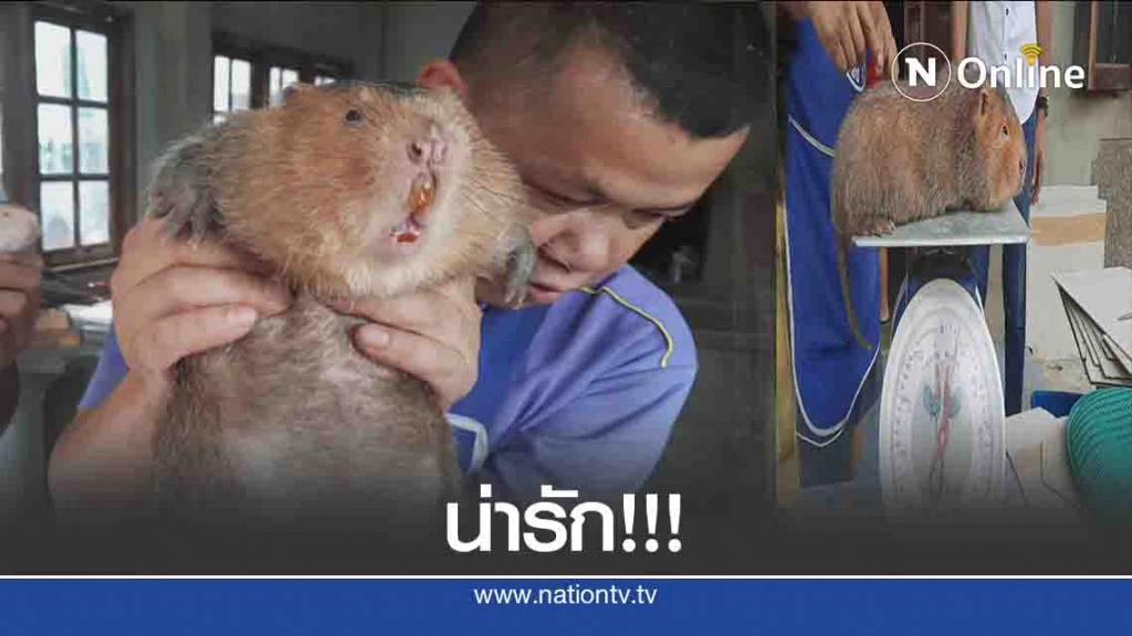 "ด.ต."ใช้เวลาว่างเลี้ยง "ตุ่นอ้น"สร้างรายได้งาม