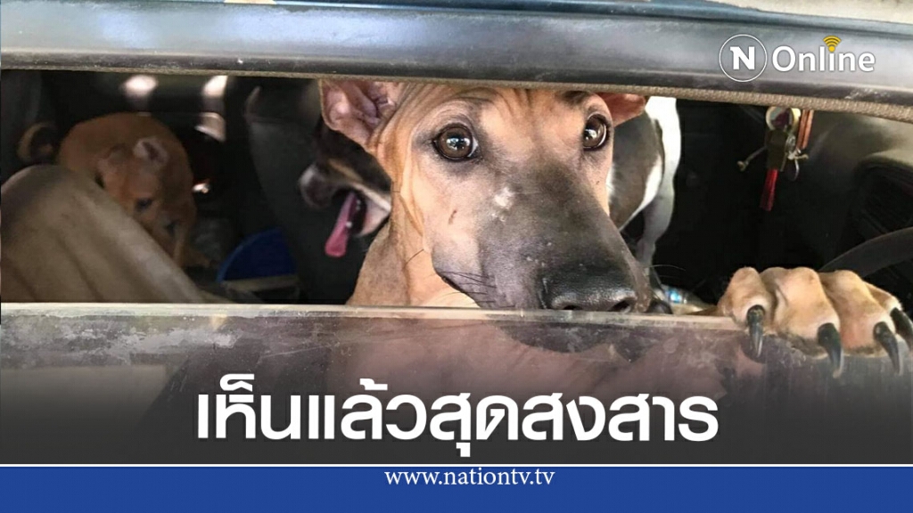 สุนัข 3 ตัวถูกขังตากแดดไว้ในรถ สายตาอ้อนวอนจนชาวบ้านต้องเร่งช่วย สุนัข 3 ตัวถูกขังตากแดดไว้ในรถ สายตาอ้อนวอนจนชาวบ้านต้องเร่งช่วย
