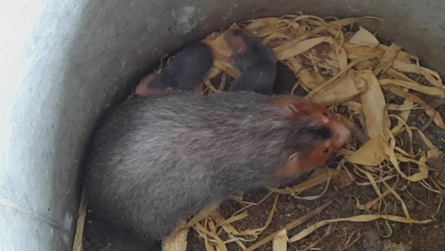 "ด.ต."ใช้เวลาว่างเลี้ยง "ตุ่นอ้น"สร้างรายได้งาม