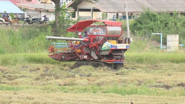 ชาวนาพิจิตรเร่งเกี่ยวข้าวหนีน้ำท่วม