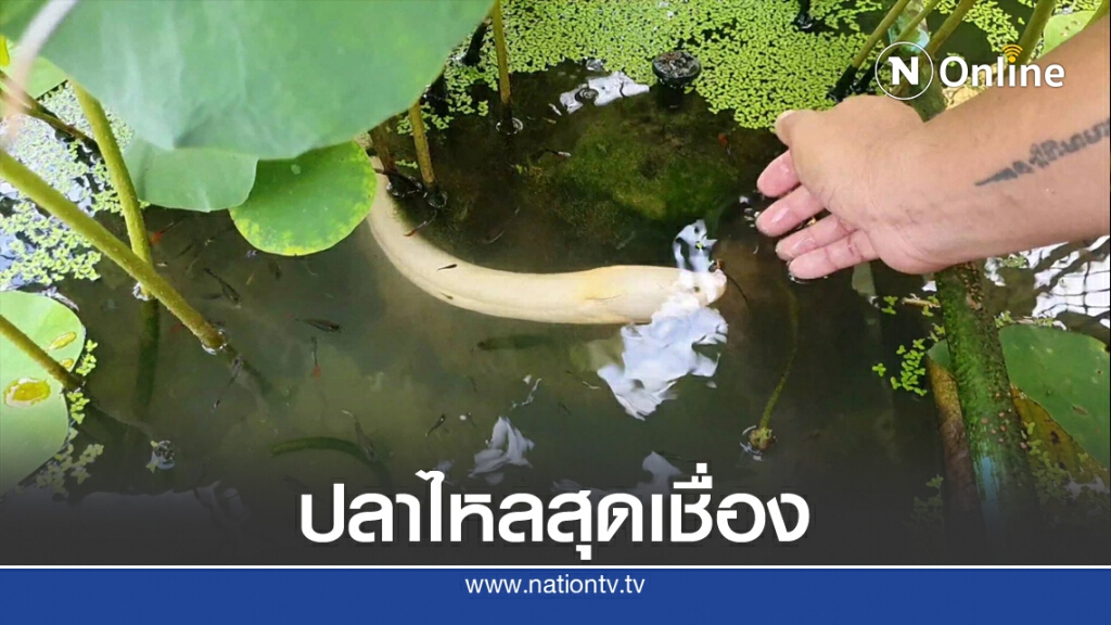 คนแห่ชมปลาไหลทองปลาไหลเงินสุดเชื่อง