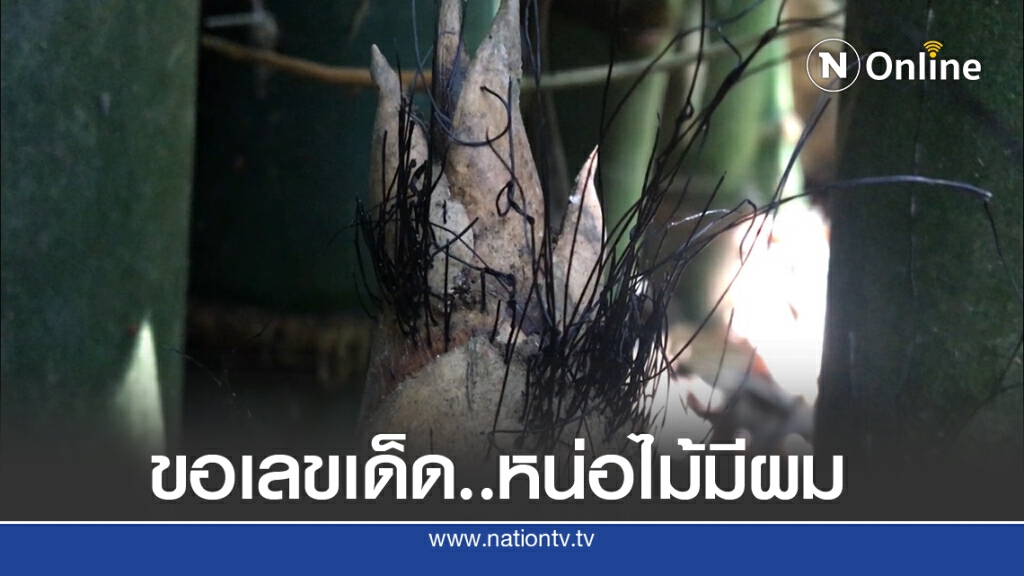 ฮือฮา..หน่อไม้มีเส้นสีดำงอกคล้ายเส้นผม คอหวยเตรียมขอเลขเด็ด ฮือฮา..หน่อไม้มีเส้นสีดำงอกคล้ายเส้นผม คอหวยเตรียมขอเลขเด็ด