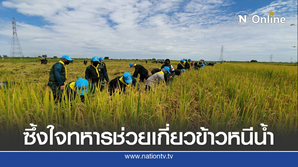 ชาวนาบางระกำซึ้งใจทหารช่วยเกี่ยวข้าวก่อนน้ำเข้าทุ่ง