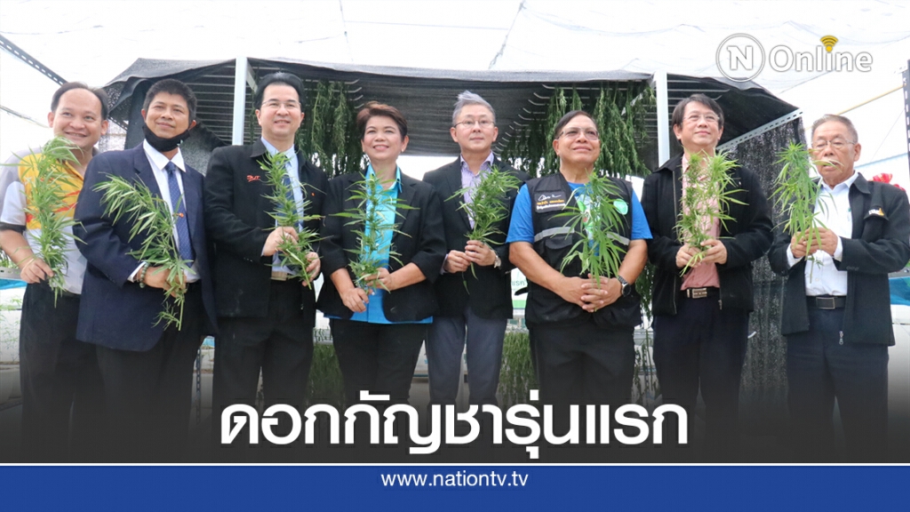 มทส.โคราชเก็บช่อดอกกัญชารุ่นแรกส่งต่อใช้ประโยชน์ด้านการแพทย์