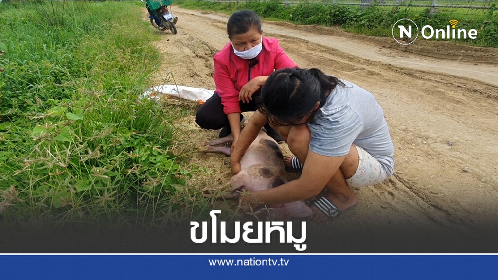 รวบ2คนร้ายขโมย-ฆ่าหมูสะบักสะบอม รวบ2คนร้ายขโมย-ฆ่าหมูสะบักสะบอม