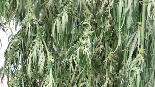 มทส.โคราชเก็บช่อดอกกัญชารุ่นแรกส่งต่อใช้ประโยชน์ด้านการแพทย์