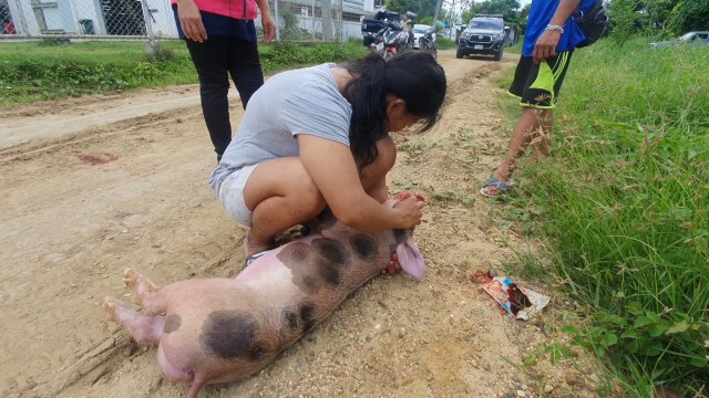 รวบ2คนร้ายขโมย-ฆ่าหมูสะบักสะบอม