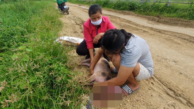 รวบ2คนร้ายขโมย-ฆ่าหมูสะบักสะบอม