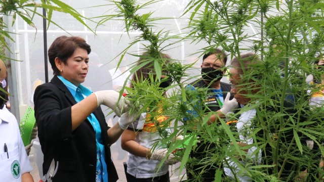 มทส.โคราชเก็บช่อดอกกัญชารุ่นแรกส่งต่อใช้ประโยชน์ด้านการแพทย์