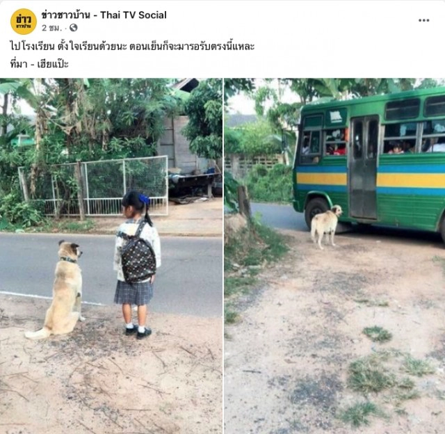 แห่แชร์ บอดี้การ์ด 4 ขา ส่งน้องขึ้นรถไปโรงเรียน หูตก หางลู่สุดประทับใจ