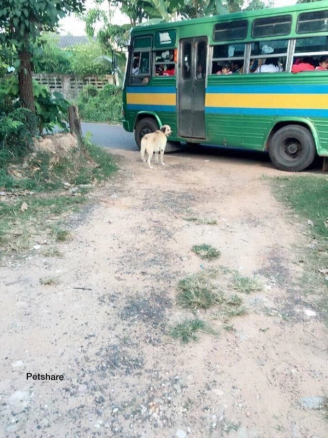 แห่แชร์ บอดี้การ์ด 4 ขา ส่งน้องขึ้นรถไปโรงเรียน หูตก หางลู่สุดประทับใจ