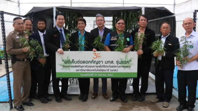 มทส.โคราชเก็บช่อดอกกัญชารุ่นแรกส่งต่อใช้ประโยชน์ด้านการแพทย์