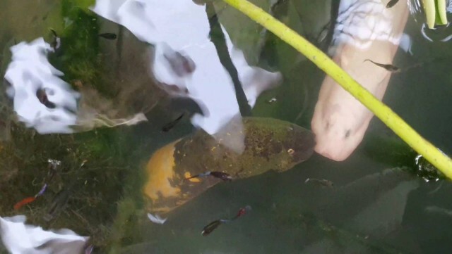 คนแห่ชมปลาไหลทองปลาไหลเงินสุดเชื่อง