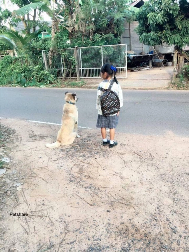 แห่แชร์ บอดี้การ์ด 4 ขา ส่งน้องขึ้นรถไปโรงเรียน หูตก หางลู่สุดประทับใจ