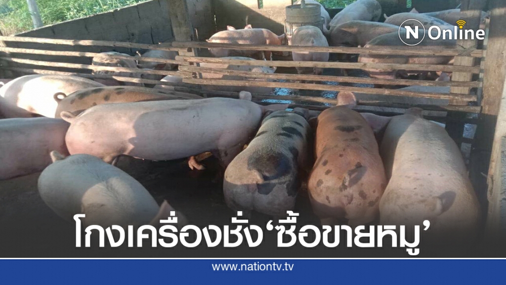 เตือนเกษตรกร! ระวังแก๊งโกงเครื่องชั่ง'ซื้อขายหมู'