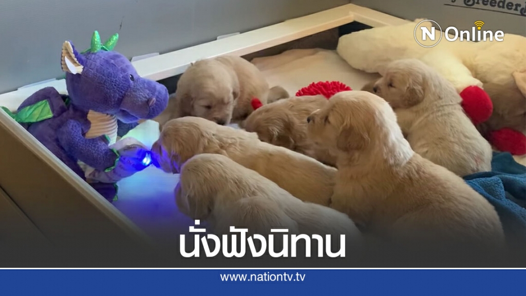 ลูกหมาล้อมวงตั้งใจฟังตุ๊กตามังกรเล่านิทาน ลูกหมาล้อมวงตั้งใจฟังตุ๊กตามังกรเล่านิทาน