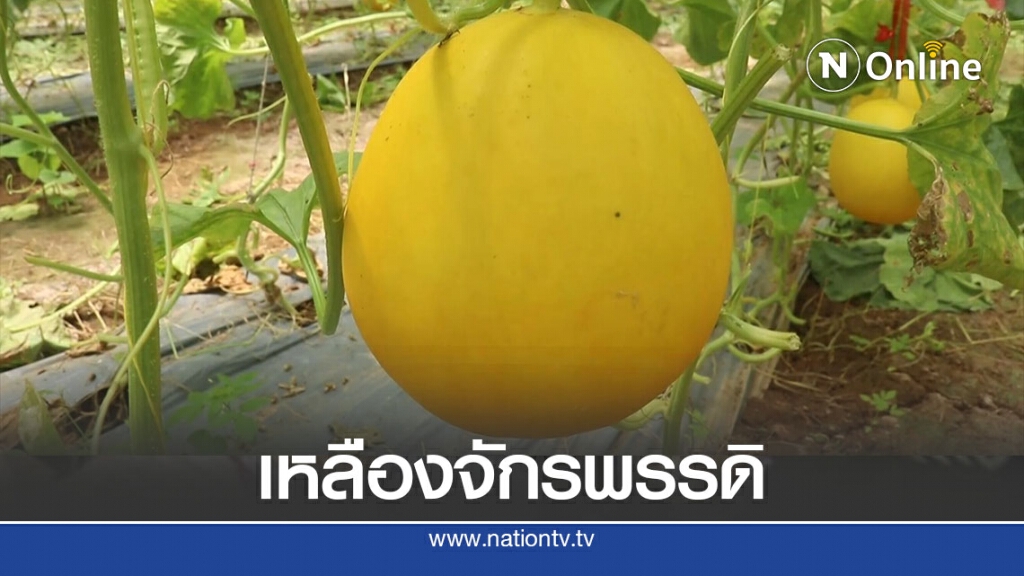 "หวาน-กรอบ"เมล่อนเหลืองจักรพรรดิกก.ละ100บ.
