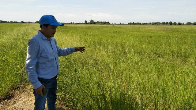 โวย กลุ่มคนล่าจับตั๊กแตนเหยียบต้นข้าวเสียหายนับร้อยไร่