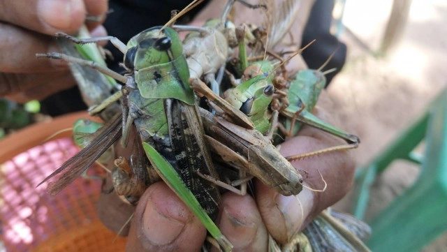 โวย กลุ่มคนล่าจับตั๊กแตนเหยียบต้นข้าวเสียหายนับร้อยไร่