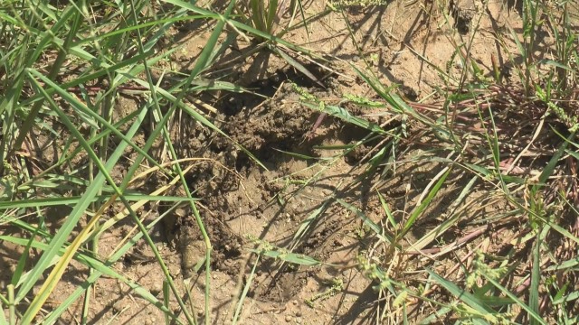 โวย กลุ่มคนล่าจับตั๊กแตนเหยียบต้นข้าวเสียหายนับร้อยไร่