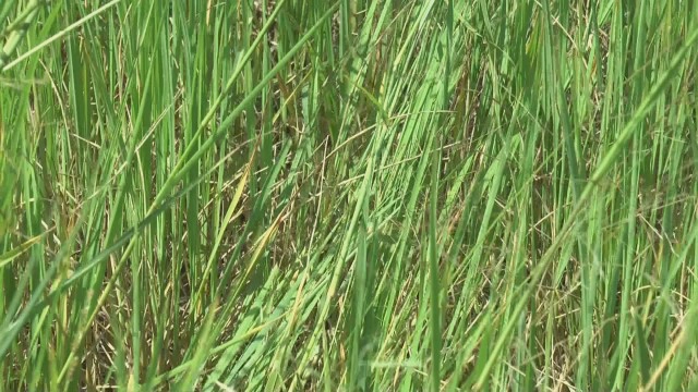 โวย กลุ่มคนล่าจับตั๊กแตนเหยียบต้นข้าวเสียหายนับร้อยไร่