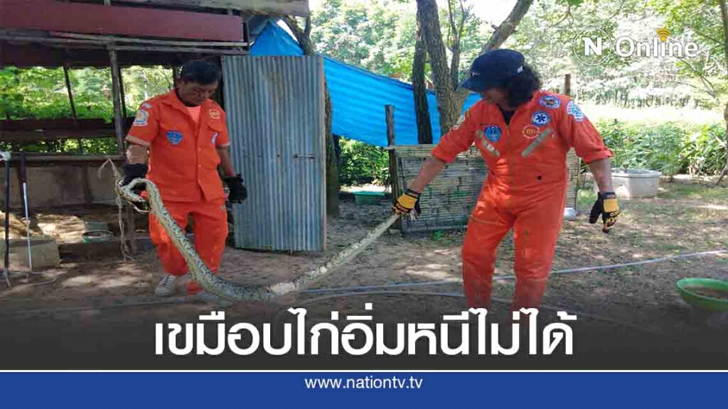 หลามยักษ์เขมือบไก่ชาวบ้านอิ่มแปล้เลื้อยหนีไม่ได้ หลามยักษ์เขมือบไก่ชาวบ้านอิ่มแปล้เลื้อยหนีไม่ได้