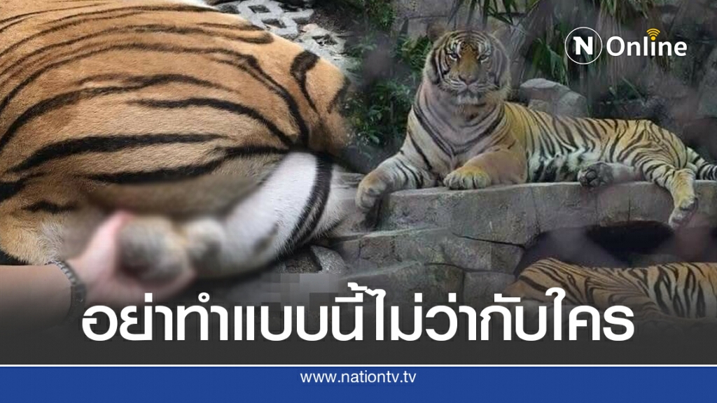 สาวพิเรนทร์ จับอัณฑะเสือโชว์โซเชียล บางรูปลามหนักถึงอวัยวะเพศ
